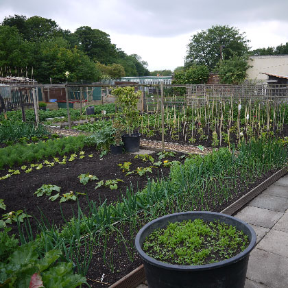Gallows Hill Allotment
